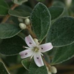 Correa � fleurs roses