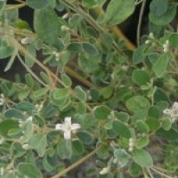 Correa alba 'Rosea'