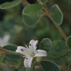 Correa alba 'Rosea'