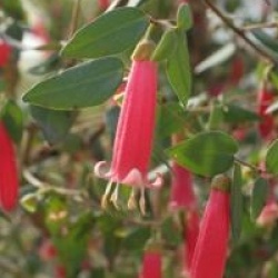 Correa 'Mannii'