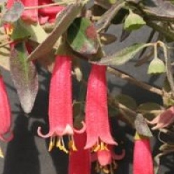 Correa 'Mannii'