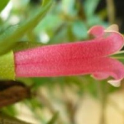 Correa reflexa