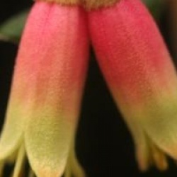 Correa reflexa