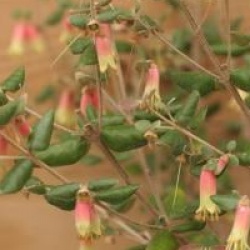 Correa reflexa