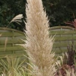 Cortaderia selloana  - Herbe de la pampa
