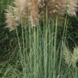 Cortaderia selloana 