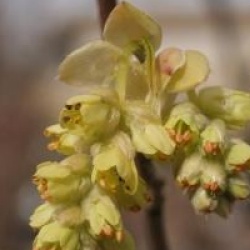 Corylopsis glabrescens