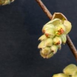 Corylopsis glabre