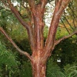 Acer griseum