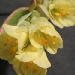 Corylopsis pauciflora 