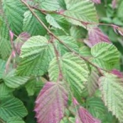 Corylopsis pauciflora 