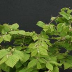 Corylopsis pauciflora 