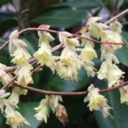 Corylopsis pauciflora 