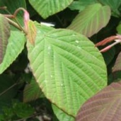 Corylopsis willmottiae 'Spring Purple'