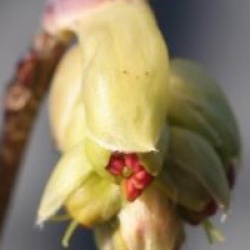 Corylopsis � feuilles pourpres