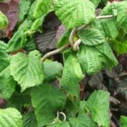Corylus avellana 'Contorta'