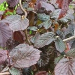 Corylus avellana 'Red Majestic' cov
