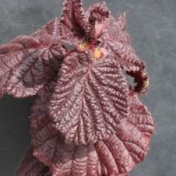 Corylus avellana 'Red Majestic' cov