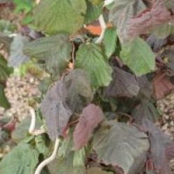 Corylus avellana 'Red Majestic' cov