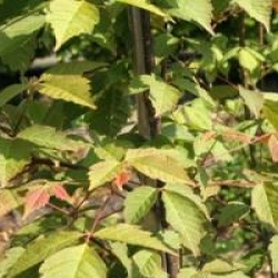 Acer henryi