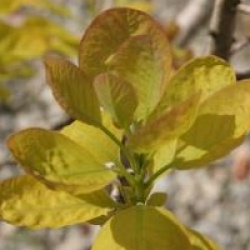Cotinus coggygria 'Golden Spirit'