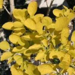 Cotinus coggygria 'Golden Spirit'