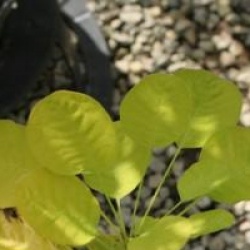 Cotinus coggygria 'Golden Spirit'