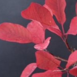 Cotinus coggygria  - Arbre � perruques