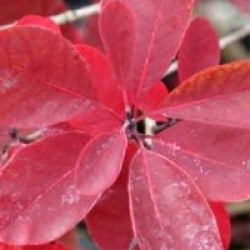 Cotinus coggygria 