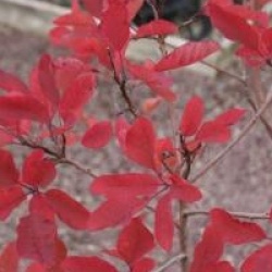 Cotinus coggygria 