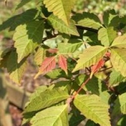 Acer henryi