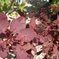Cotinus 'Grace'