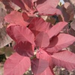 Cotinus 'Grace'