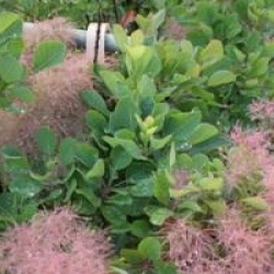 Cotinus coggygria 'Selection' - Arbre � perruques Selection