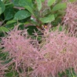 Cotinus coggygria 'Selection'