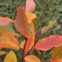 Cotinus 'Flame'