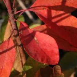 Cotinus 'Flame'