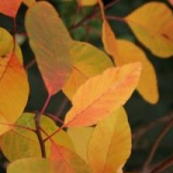 Cotinus 'Flame' - Arbre � perruques Flame