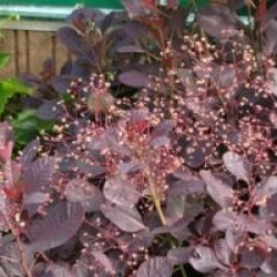 Cotinus coggygria 'Royal Purple'