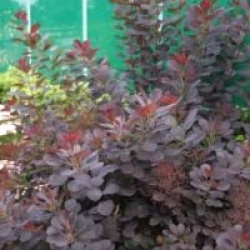 Cotinus coggygria 'Royal Purple'