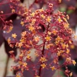 Cotinus coggygria 'Royal Purple'