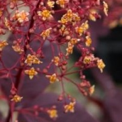 Cotinus coggygria 'Royal Purple'