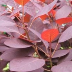 Cotinus coggygria 'Royal Purple' - Arbre � perruques Royal Purple