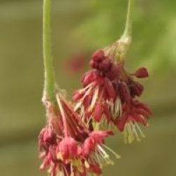 Acer japonicum 'Aconitifolium'