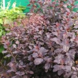 Cotinus coggygria 'Royal Purple'