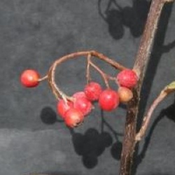 Cotoneaster bullatus - Cotoneaster gauffre