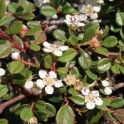Cotoneaster radicans 'Eischoltz'  - Cotoneaster Eischoltz