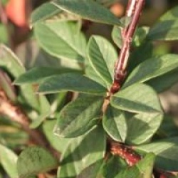 Cotoneaster glaucophyllus - Cotoneaster � feuilles glauques