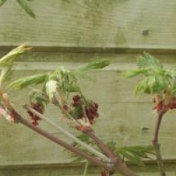 Acer japonicum 'Aconitifolium'