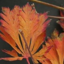 Acer japonicum 'Aconitifolium'